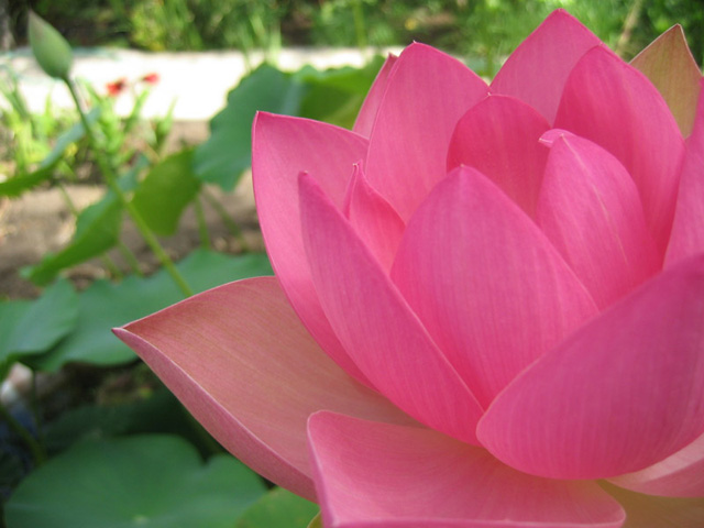 A Kiss of the Lotus